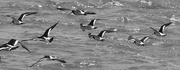 20th Jan 2017 - Oyster catchers took to flight on approach