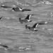 Oyster catchers took to flight on approach by Dawn