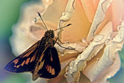 19th Jan 2017 - My Garden - moth or butterfly - it's a mutterfly!