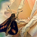 My Garden - moth or butterfly - it's a mutterfly! by annied