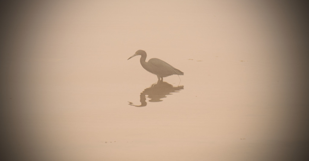 Little Blue Heron in the Fog! by rickster549