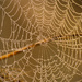 Fog on the Web! by rickster549