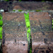 Mossy Bricks by dsp2