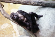 18th Jan 2017 - Gorilla Resting