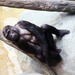 Gorilla Resting by randy23