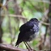 All Black Robin by yorkshirekiwi