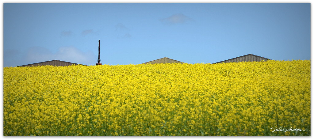 Mustard fields... by julzmaioro