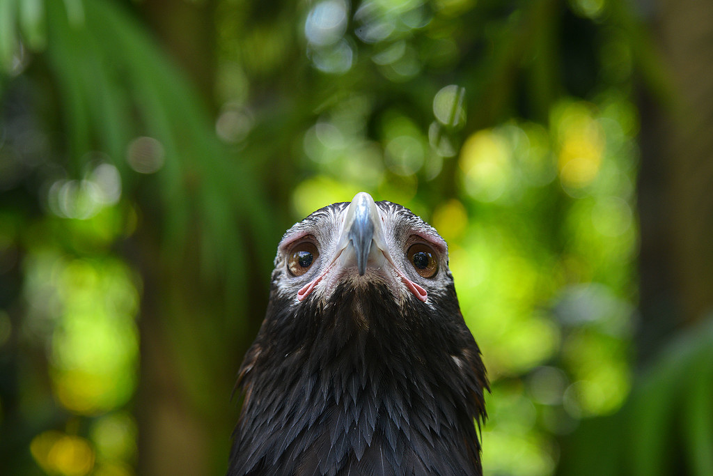 Wedge-tailed eagle by jeneurell