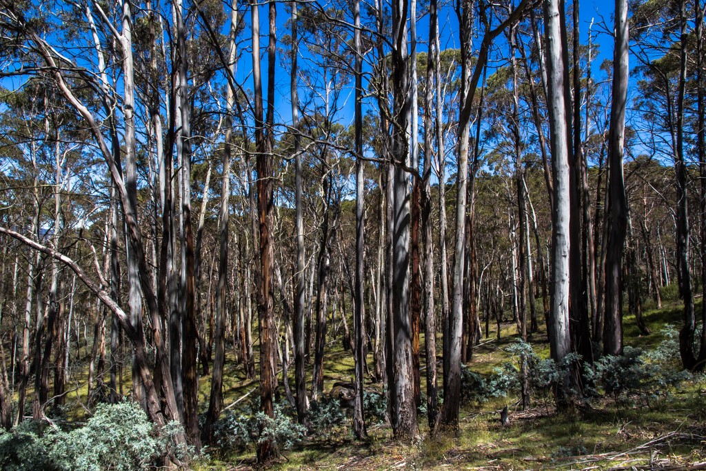 Eucalyptus forest by pusspup