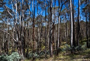 20th Jan 2017 - Eucalyptus forest