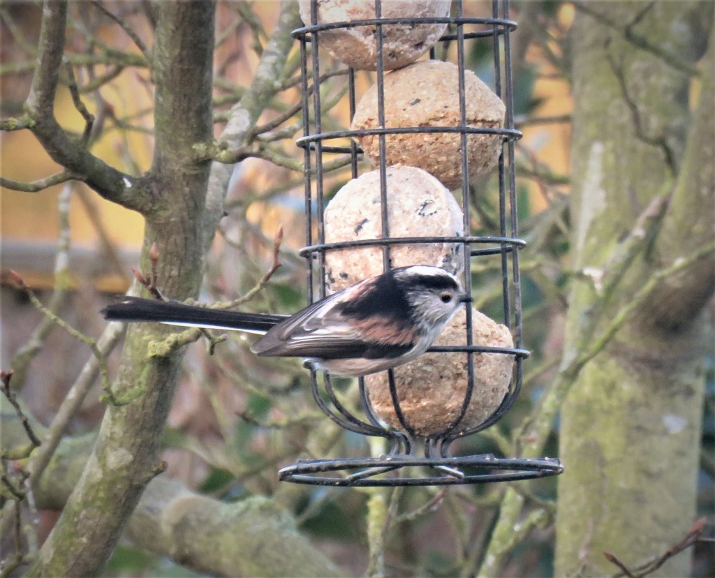 Garden Visitor - Long-Tailed Tit by phil_sandford