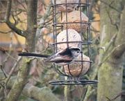 20th Jan 2017 - Garden Visitor - Long-Tailed Tit