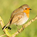 2017 01 20 - Robin in the sunshine by pamknowler