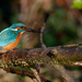 Kingfisher readying a snack by padlock