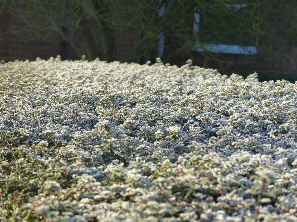 Frosty Hedge by foxes37