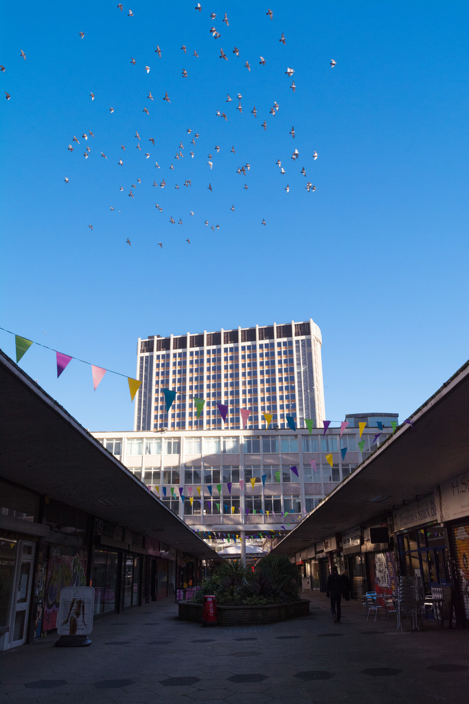 Flock to Croydon by rumpelstiltskin