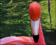 20th Jan 2017 - Flamingo Friday - 021
