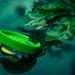 (Day 342) - Living Lilypad by cjphoto