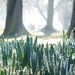 Embankment Daffodils by helenhall