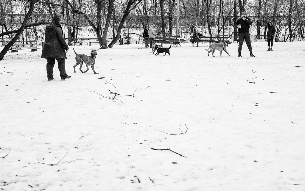 The Dog Park by tosee