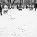 The Dog Park by tosee