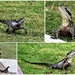 Water Dragon Collage ~ by happysnaps