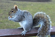 20th Jan 2017 - Squirrel on the bench with me