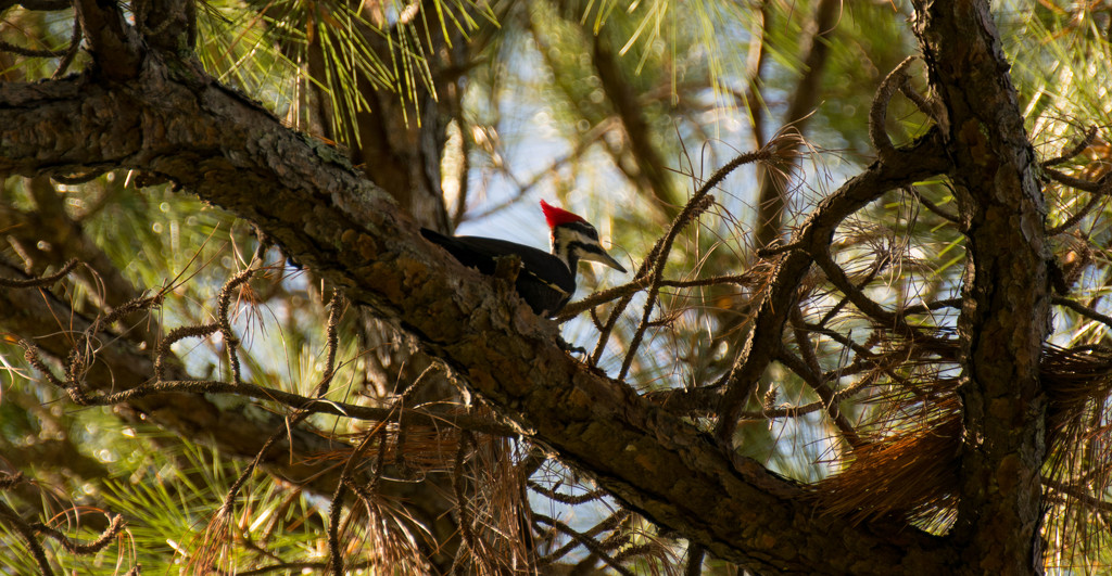Another Piliated Woodpecker! by rickster549
