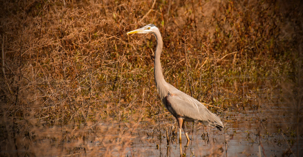 Blue Heron in the Marsh! by rickster549