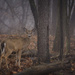 white tail in the fog by jackies365