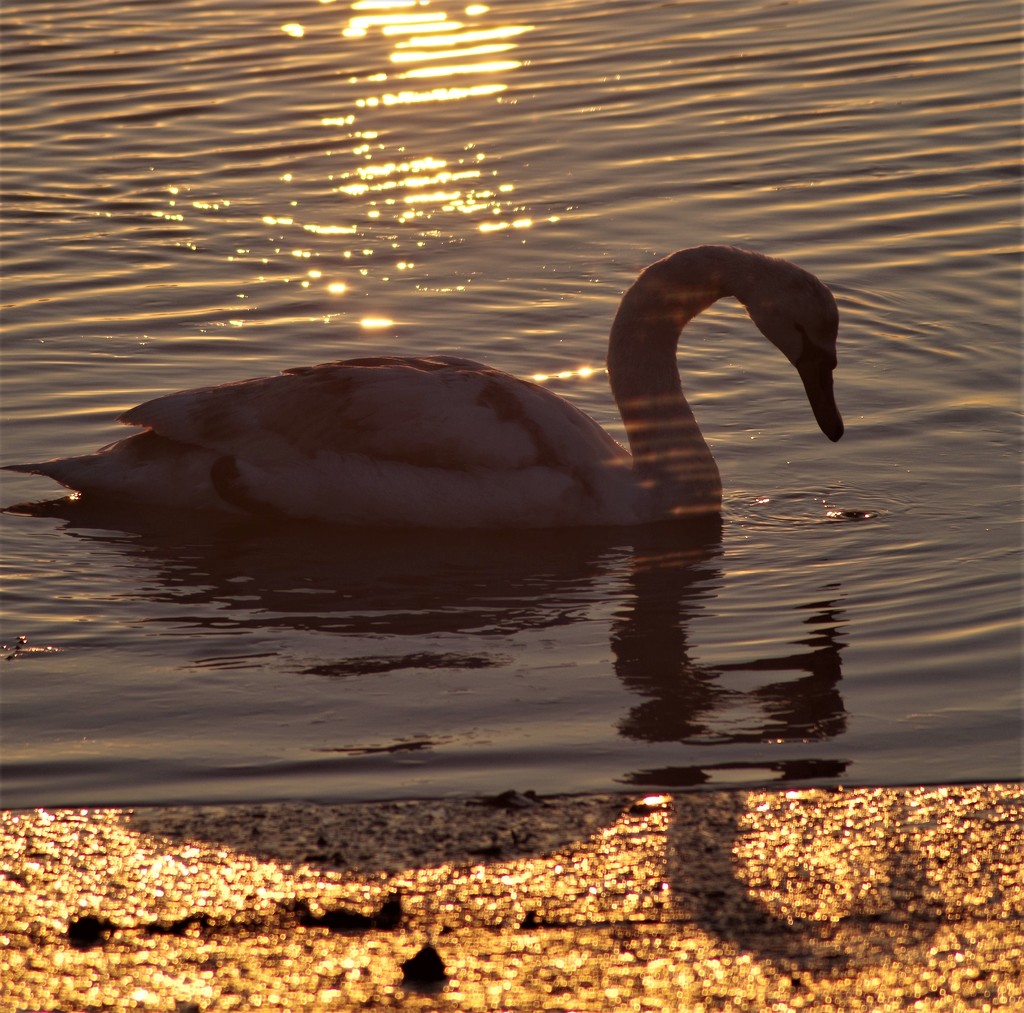 Swan at Sunrise by 30pics4jackiesdiamond