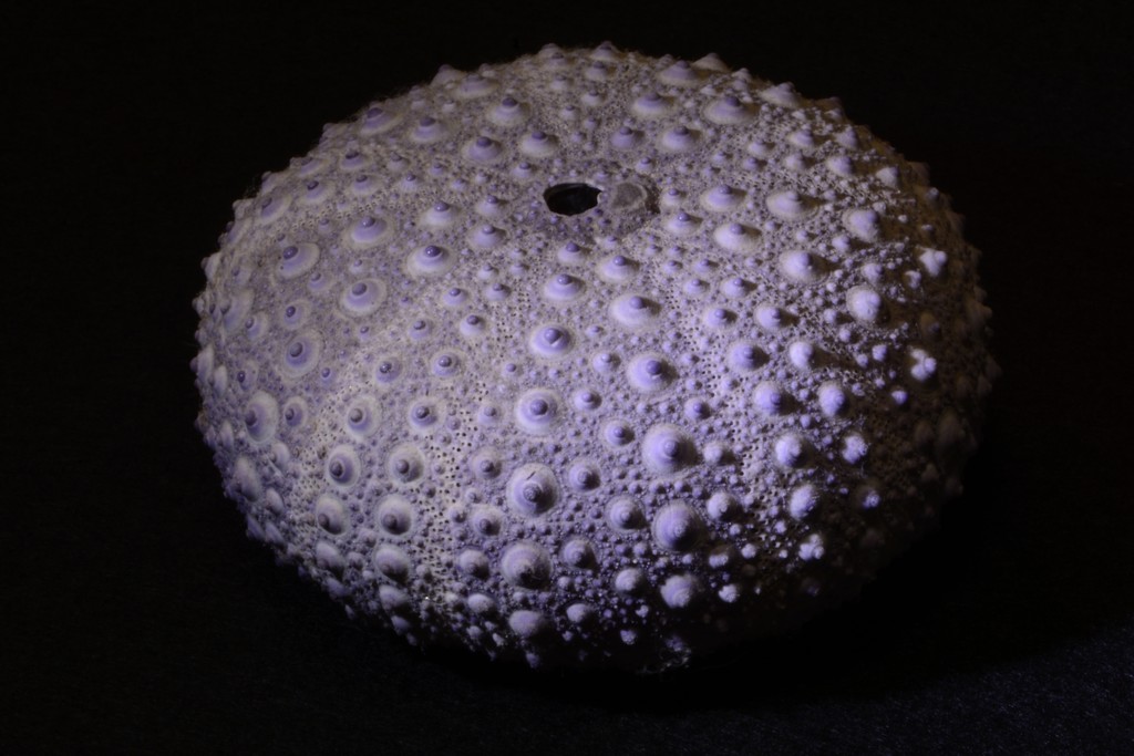 A Sea Urchin In Need Of A Wash_DSC0540 by merrelyn