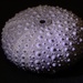 A Sea Urchin In Need Of A Wash_DSC0540 by merrelyn