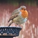 Mr Robin by carole_sandford