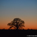 A Tree at Sunset by motorsports