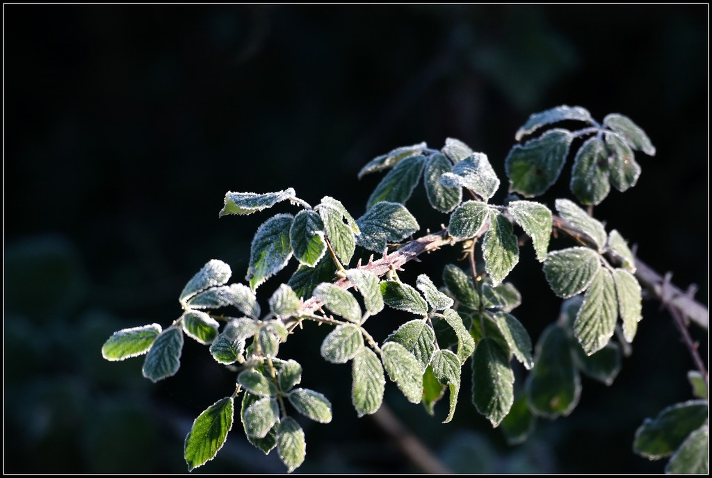 Frosty leaves by rosiekind
