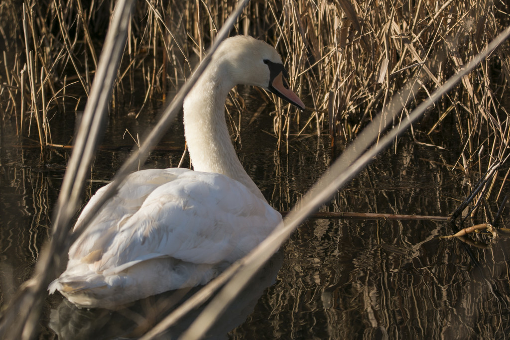 Graceful Swan by bizziebeeme