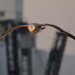 Seagull over Barcelona Harbor by kareenking