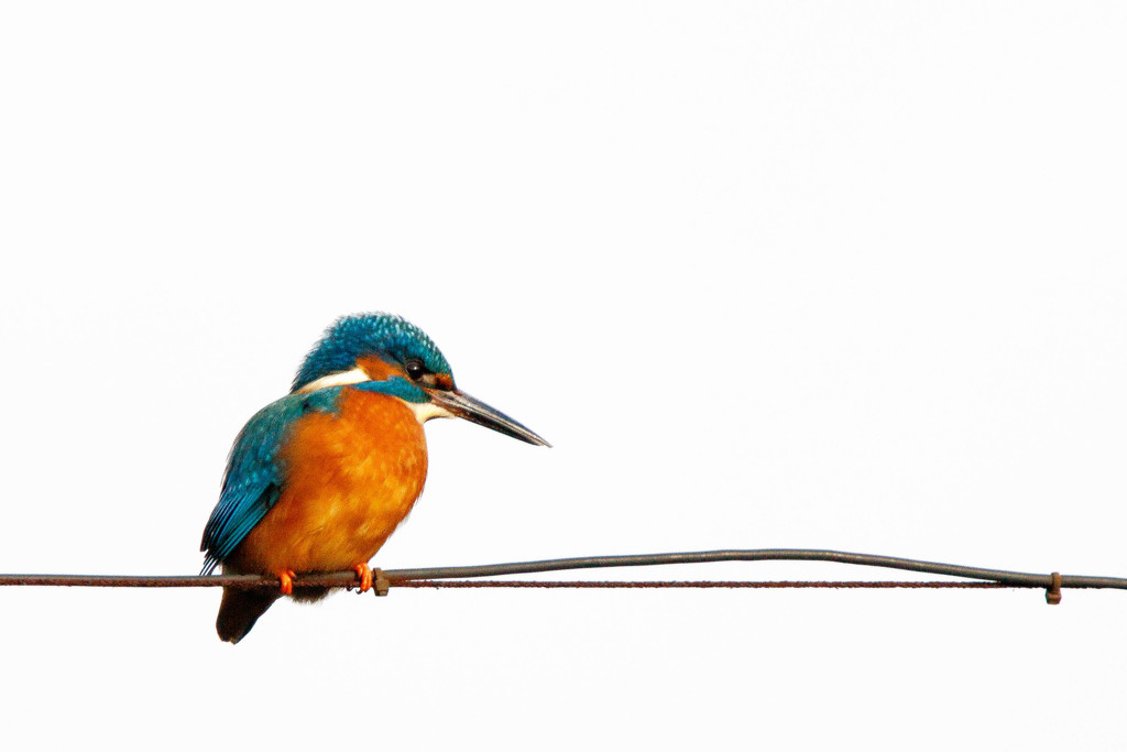 Kingfisher on a tight wire by padlock