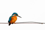 21st Jan 2017 - Kingfisher on a tight wire
