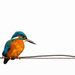 Kingfisher on a tight wire by padlock