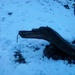 Snake in the snow by ivm