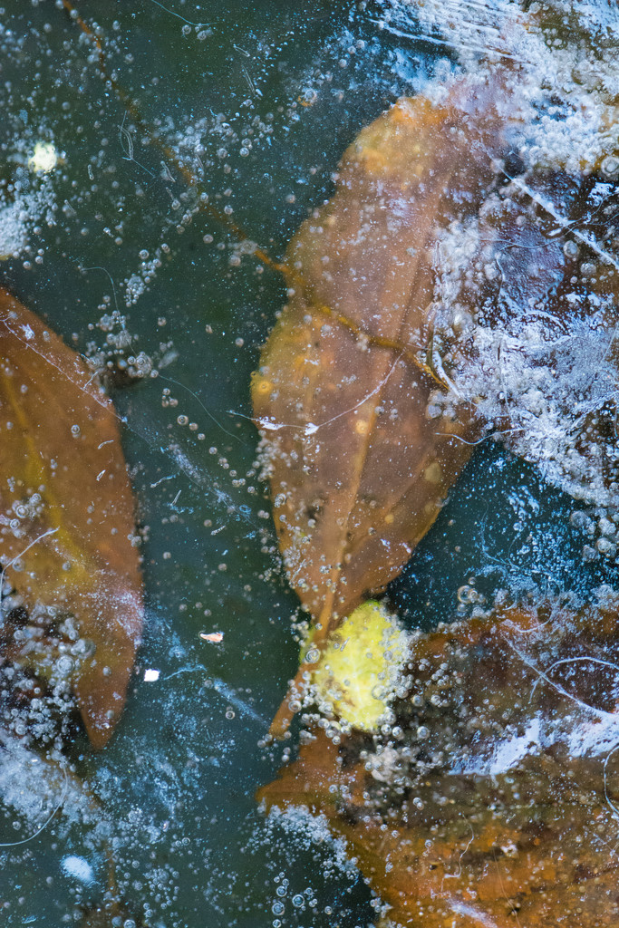Frozen leaves by rumpelstiltskin