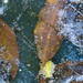 Frozen leaves by rumpelstiltskin