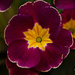Purple Primula by elisasaeter