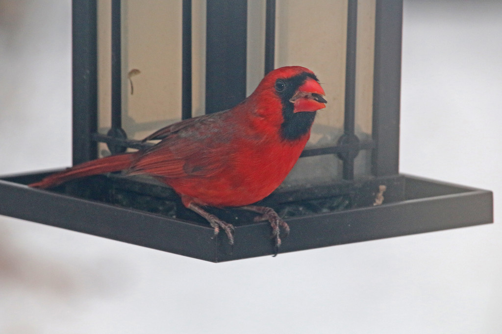 Cardinal by hellie