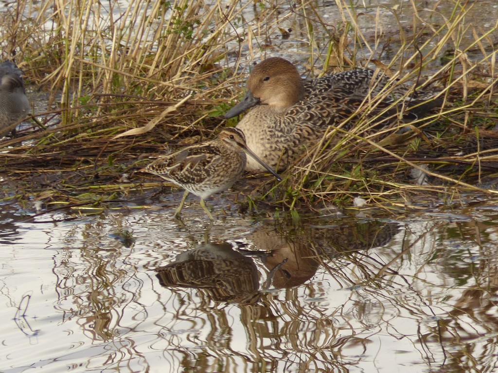  Snipe and Female Pintail  by susiemc