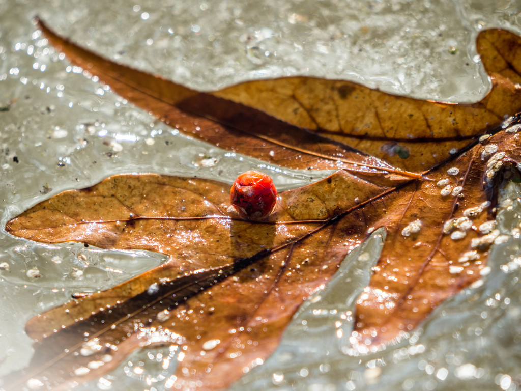 Leaf and berry on a frozen lake by rminer