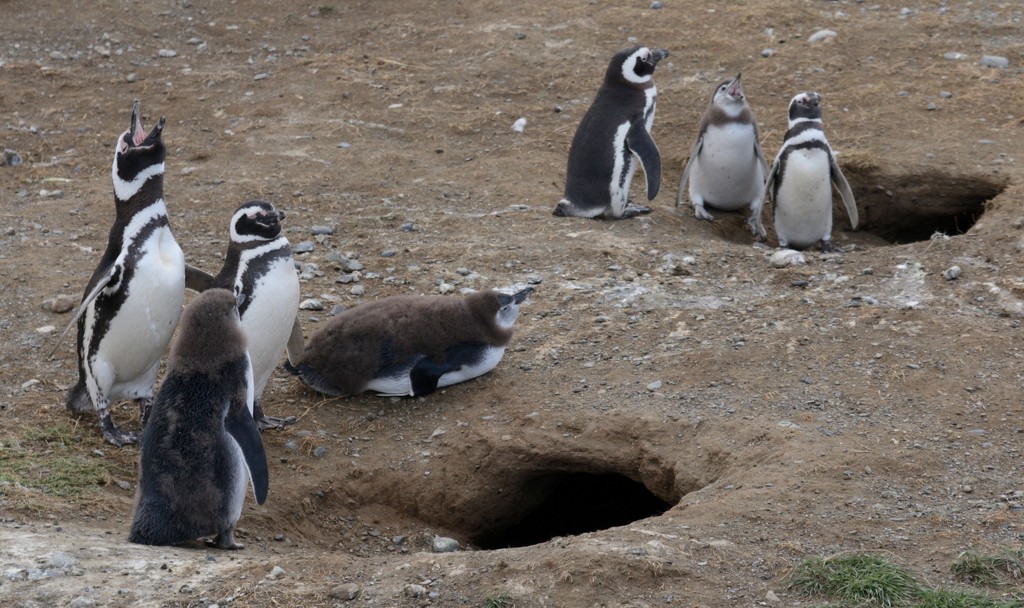 Chile 15. Punta Arenas 2. Los Pinguinos by jqf