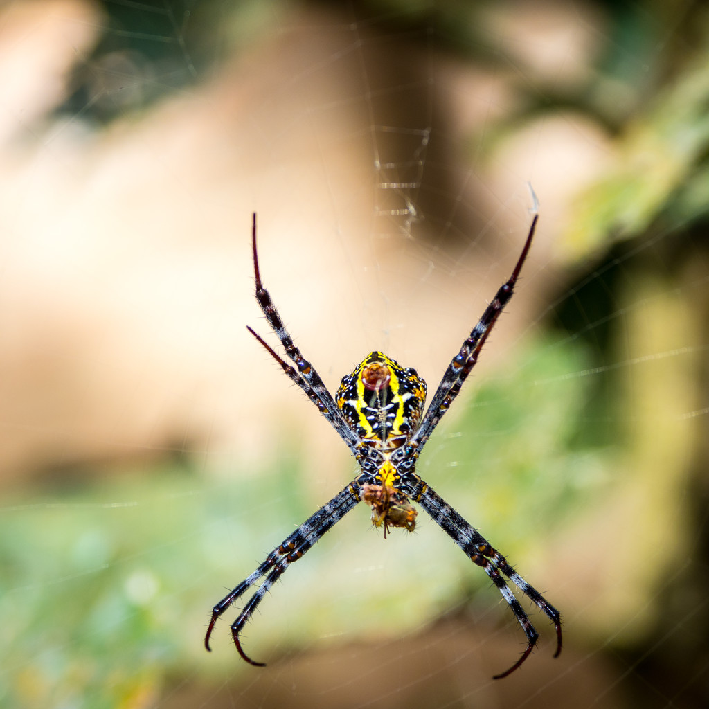 Banana Spider Square by rminer